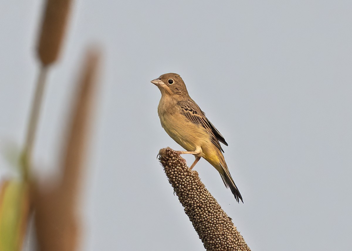 Red-headed Bunting - ML502531781
