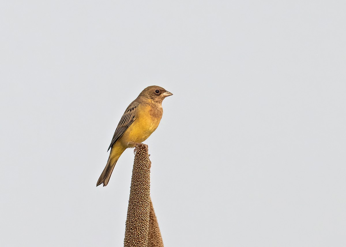 Red-headed Bunting - ML502531791