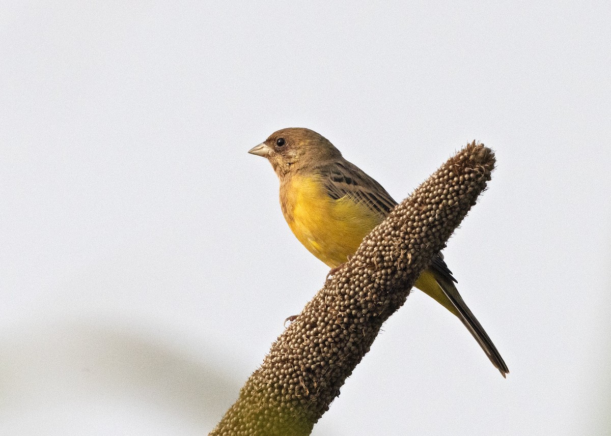 Red-headed Bunting - ML502531801