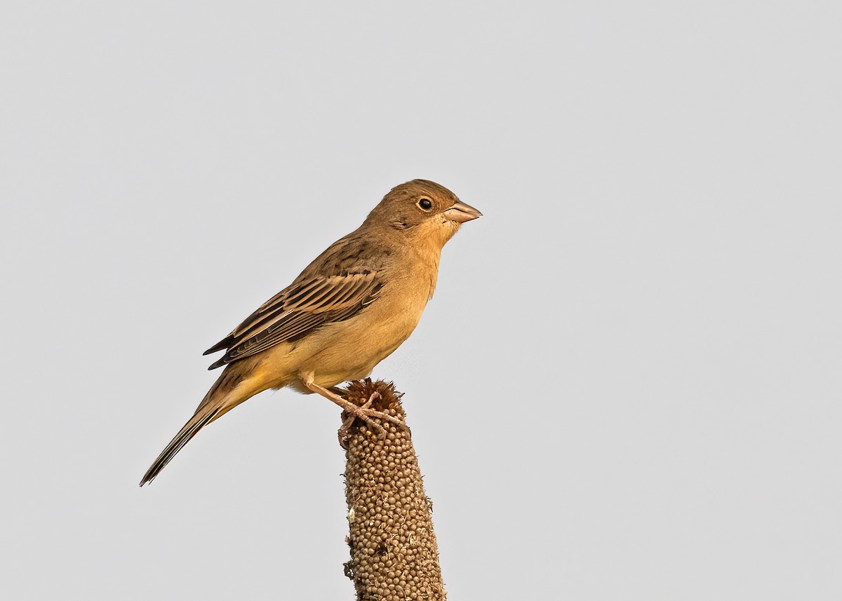 Red-headed Bunting - ML502531811