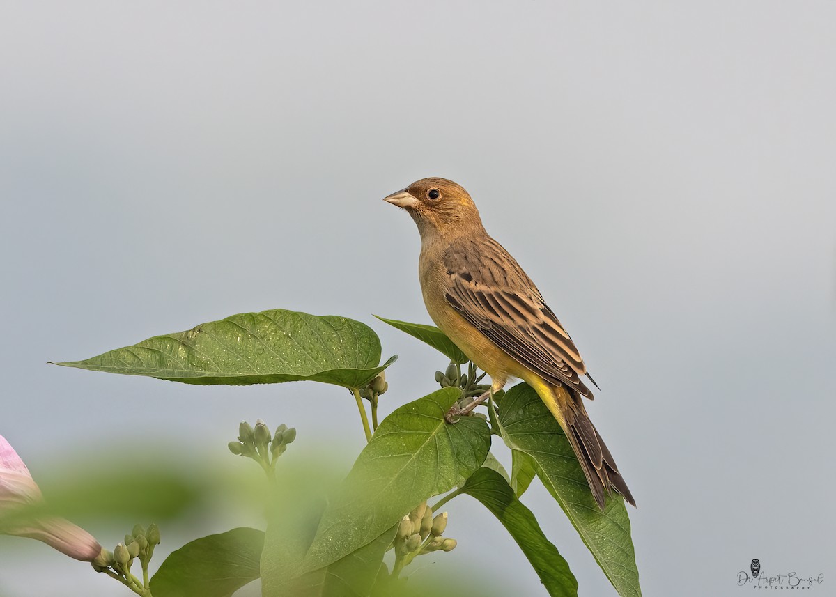 Red-headed Bunting - ML502531821