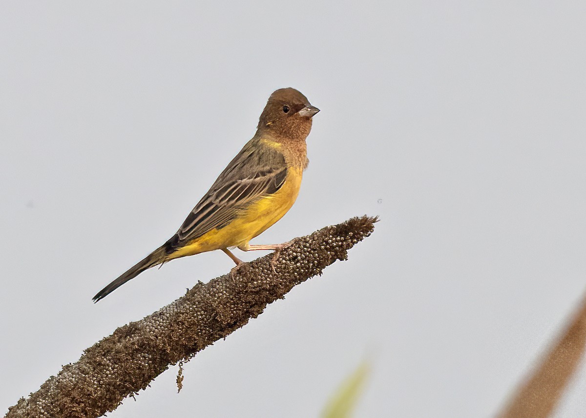 Red-headed Bunting - ML502531911