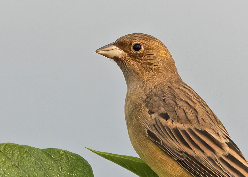 Red-headed Bunting - ML502531921