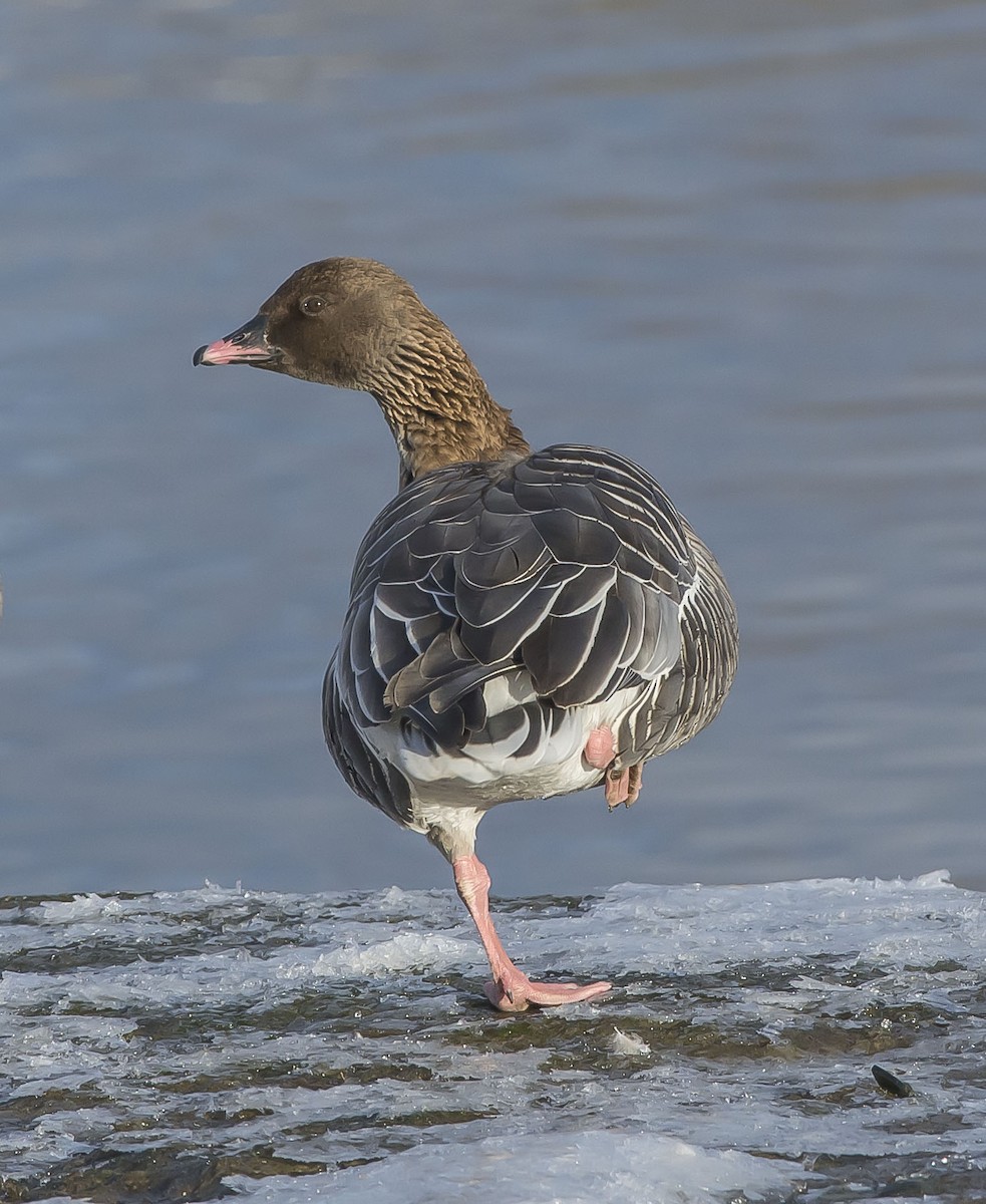 Pink-footed Goose - ML50253341