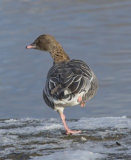 Pink-footed Goose, ML50253341