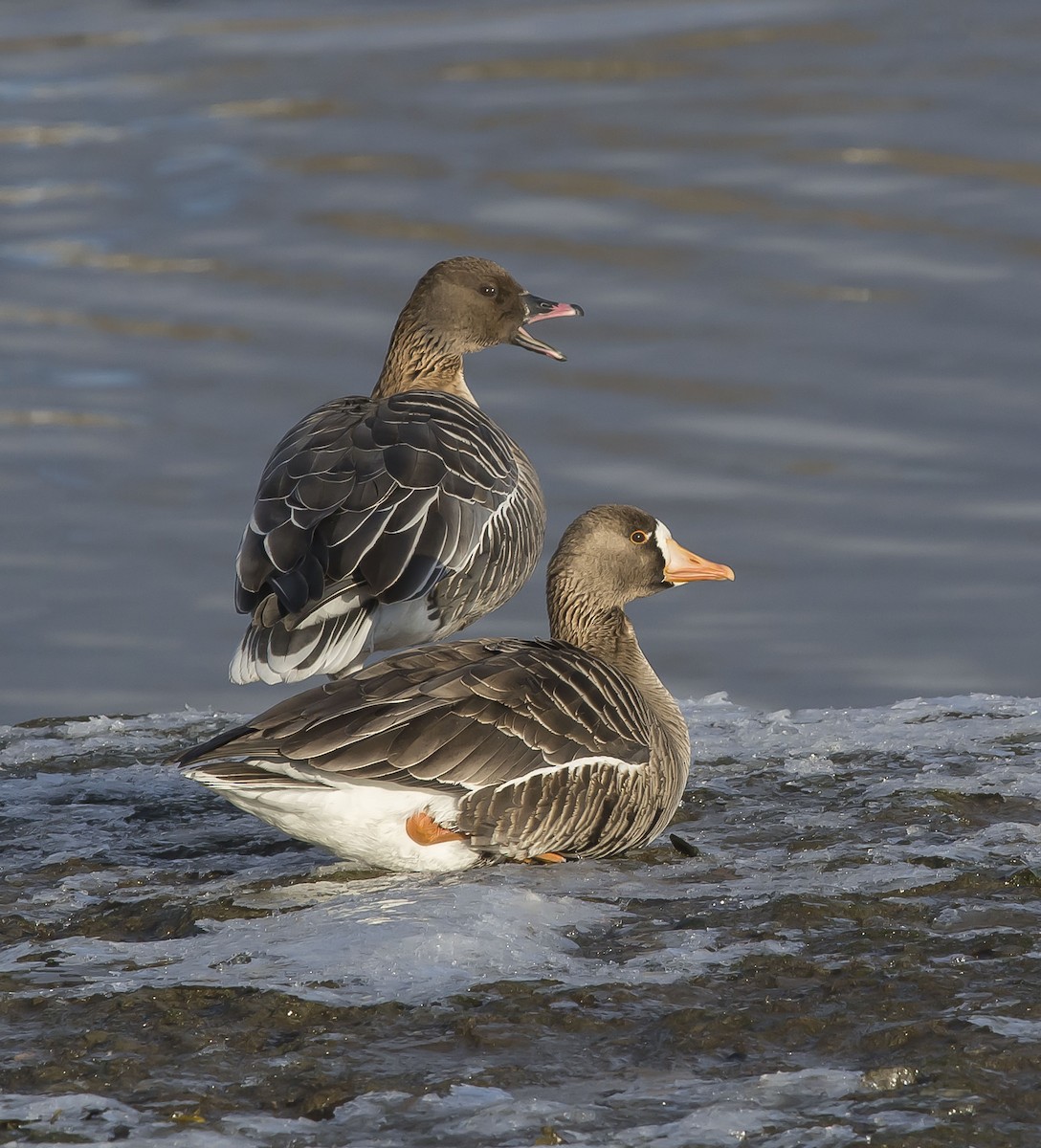 Pink-footed Goose - ML50253361