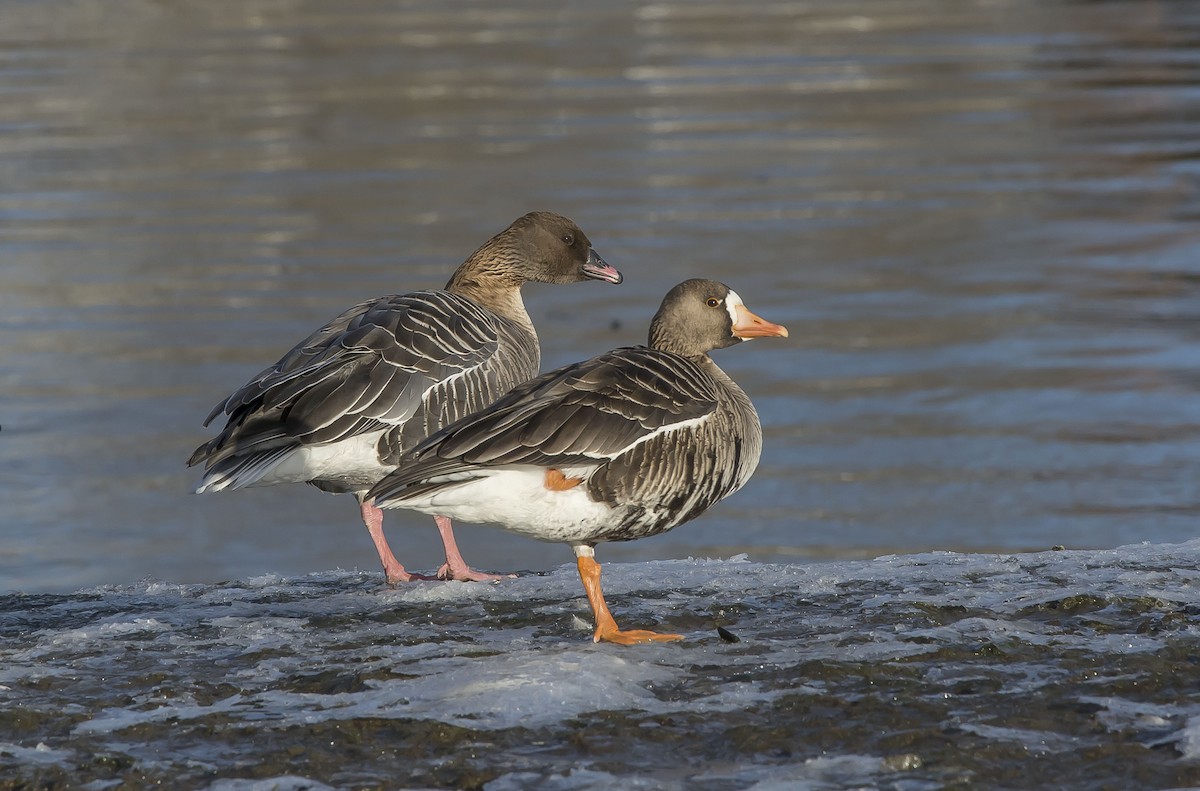Pink-footed Goose - ML50253371