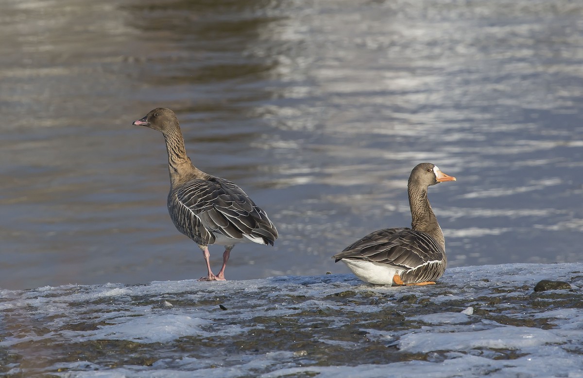 Pink-footed Goose - ML50253411
