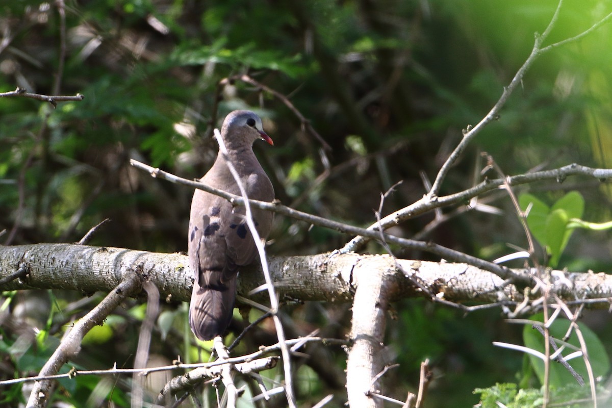 Blue-spotted Wood-Dove - Ohad Sherer