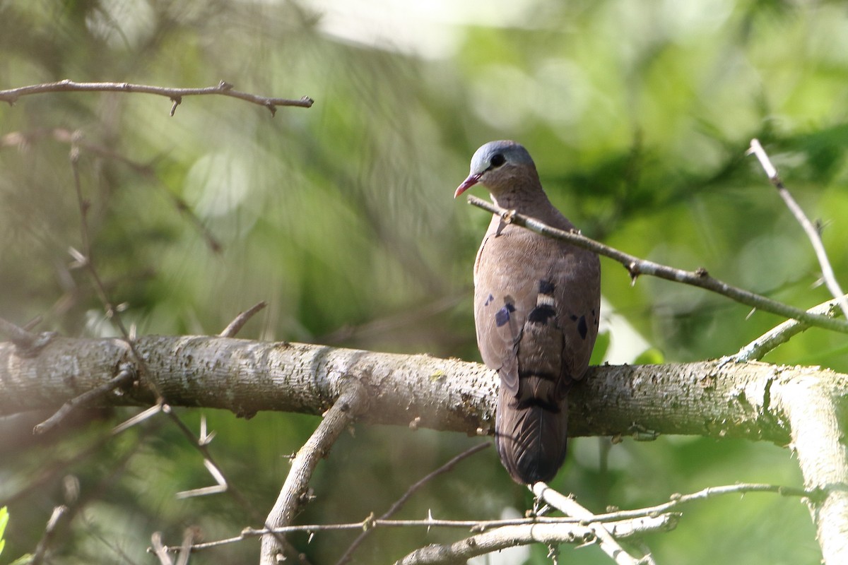 Blue-spotted Wood-Dove - ML502538871