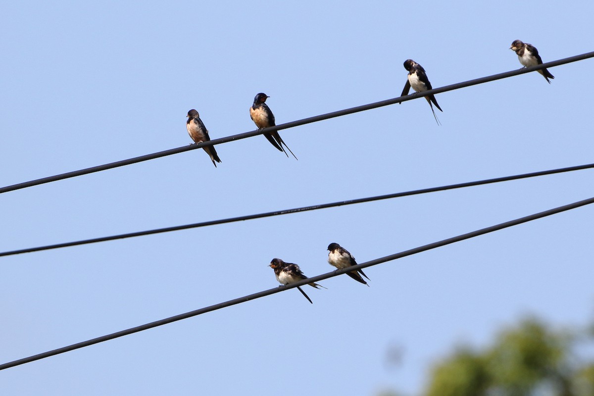 Barn Swallow (White-bellied) - ML502538941