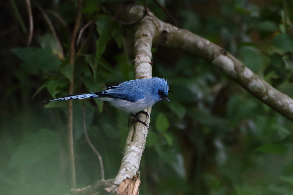 African Blue Flycatcher - Ohad Sherer
