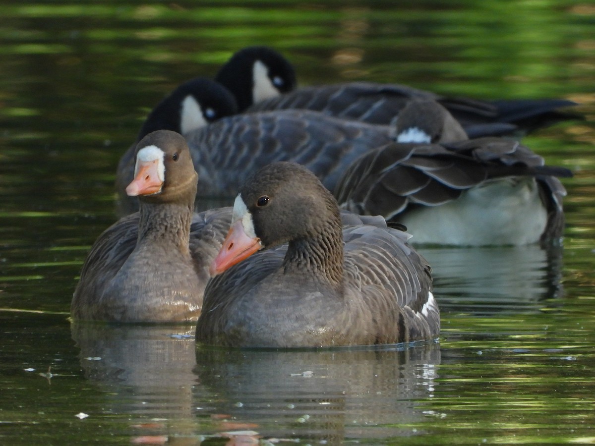 Greater White-fronted Goose - ML502545051