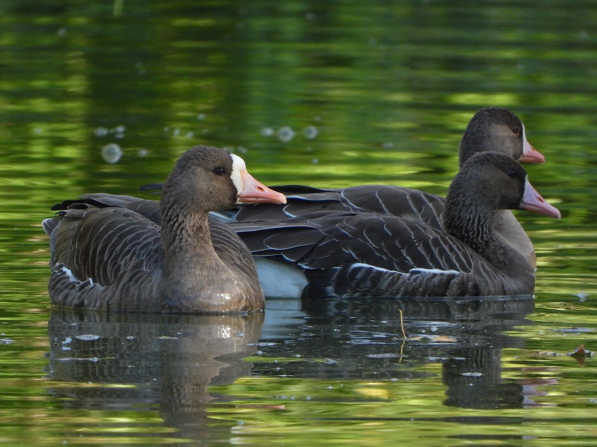 Greater White-fronted Goose - ML502545091
