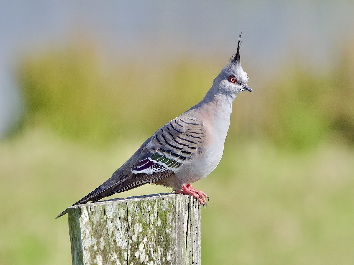 Crested Pigeon - Allan Johns