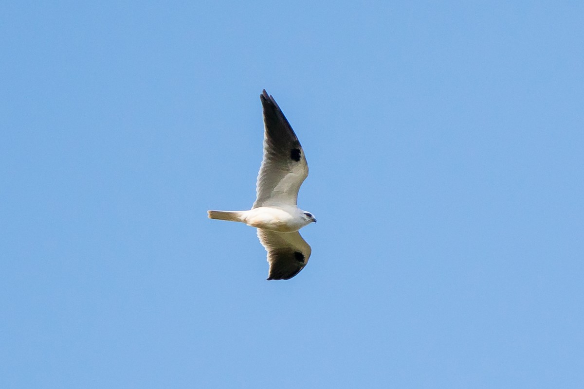 Black-shouldered Kite - ML502552411