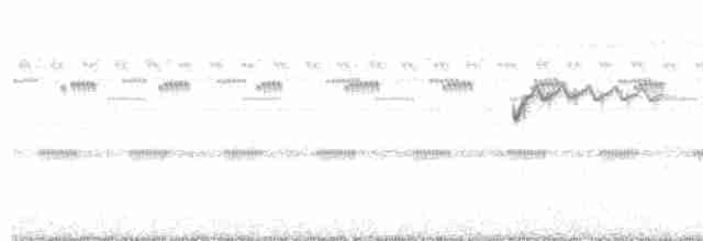 Spot-tailed Nightjar - ML502553961