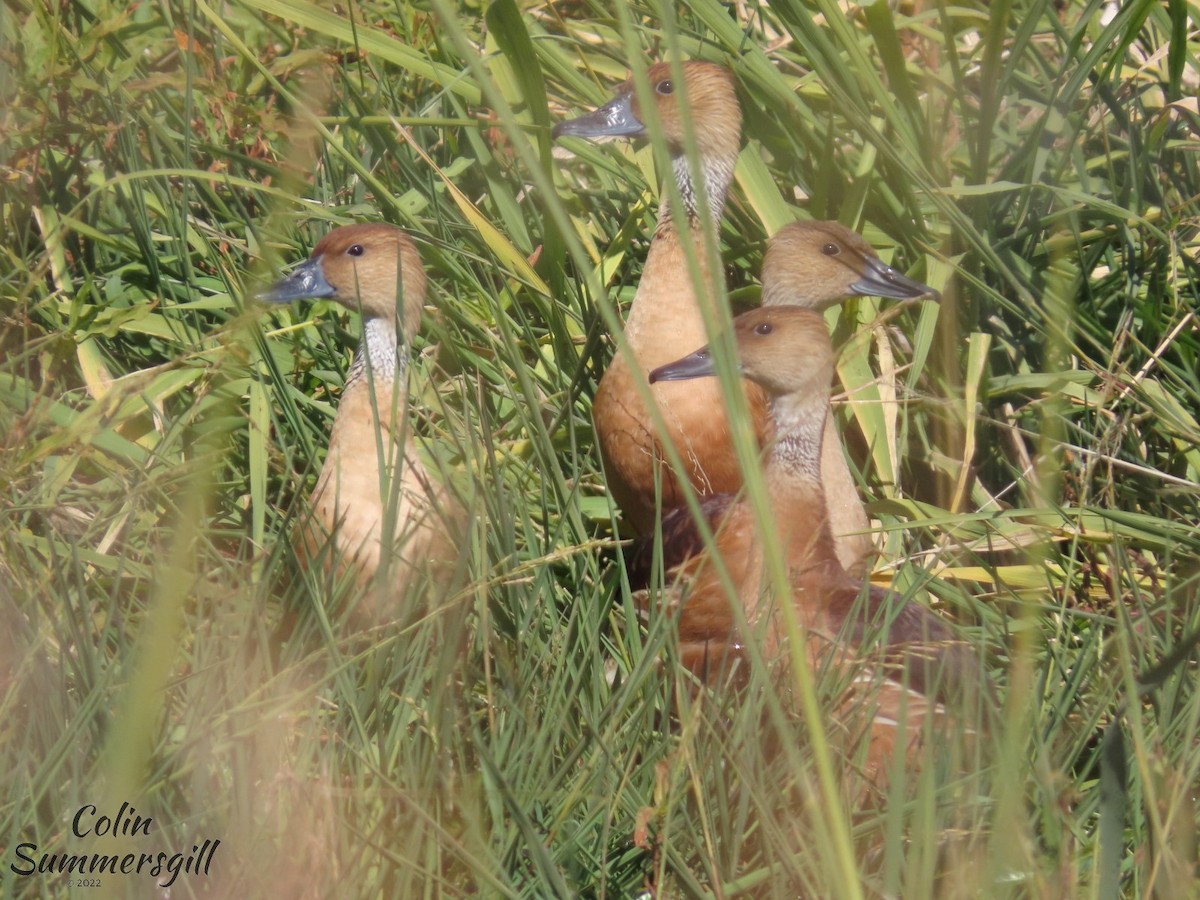 Fulvous Whistling-Duck - ML502554031