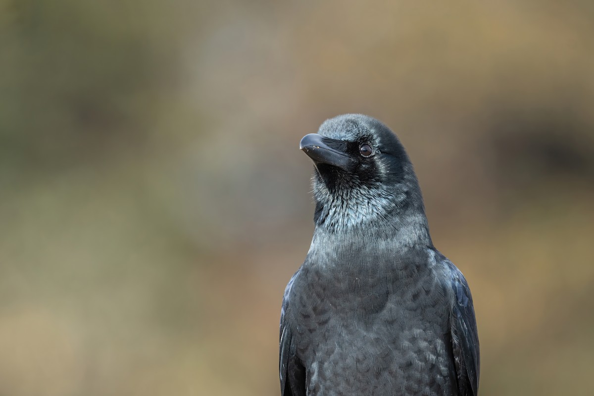 Large-billed Crow (Large-billed) - ML502554641