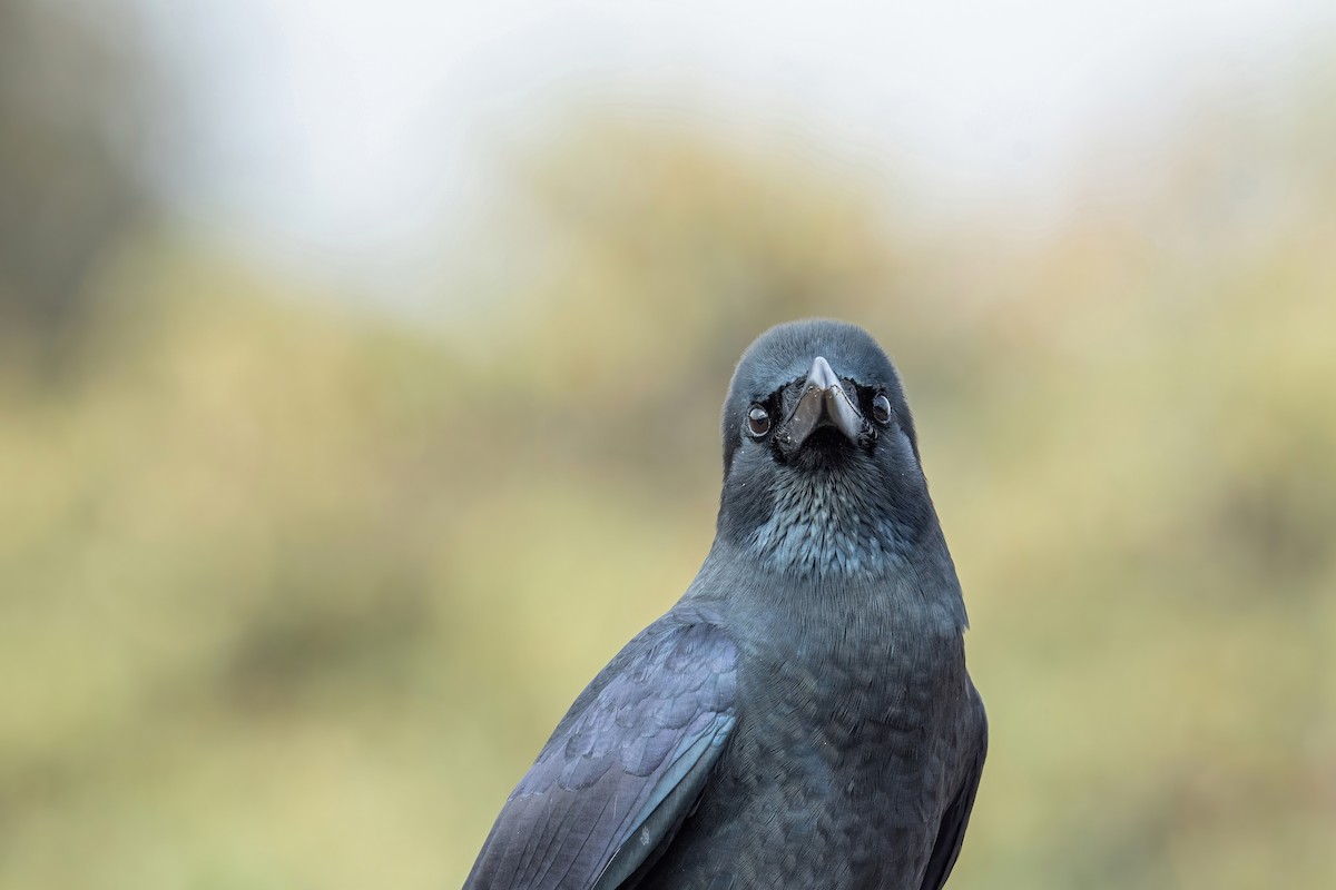 Large-billed Crow (Large-billed) - ML502554651