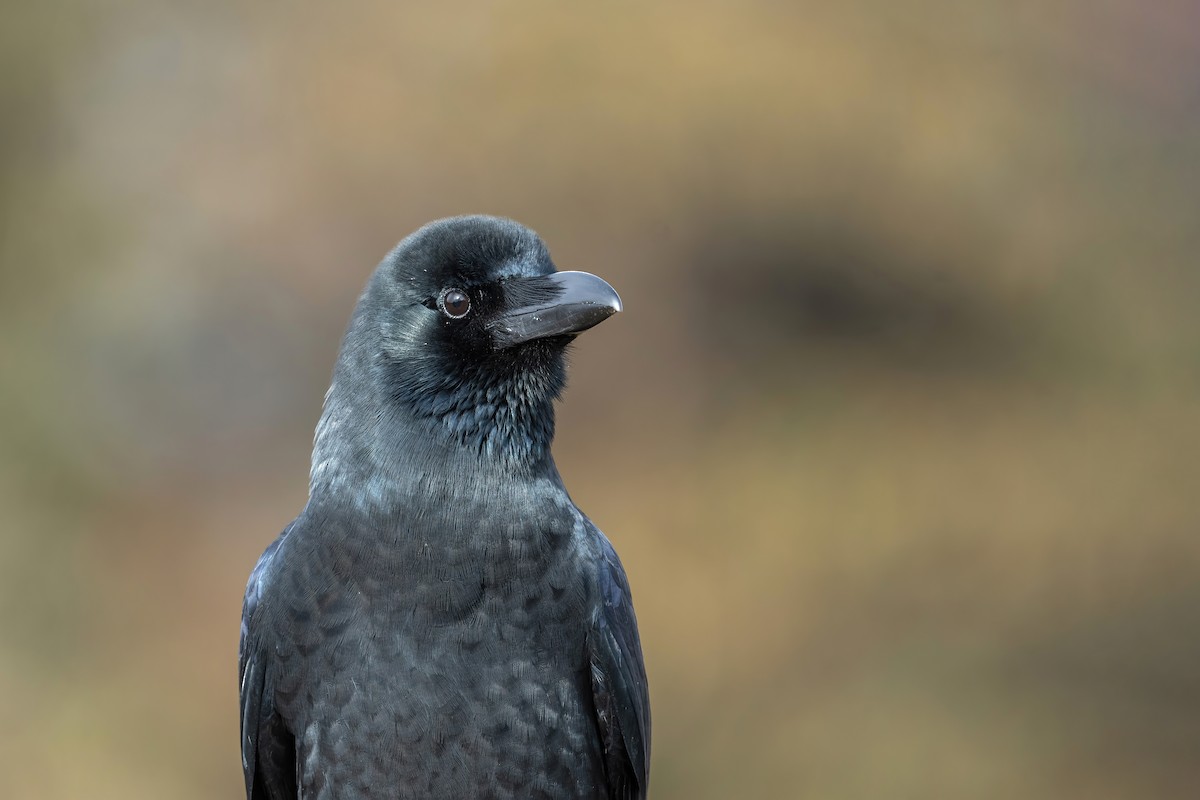 Large-billed Crow (Large-billed) - ML502554661