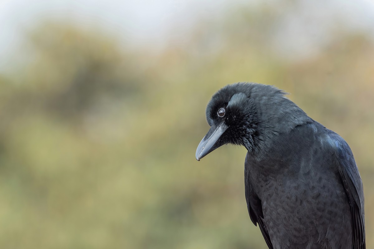 Large-billed Crow (Large-billed) - ML502554691
