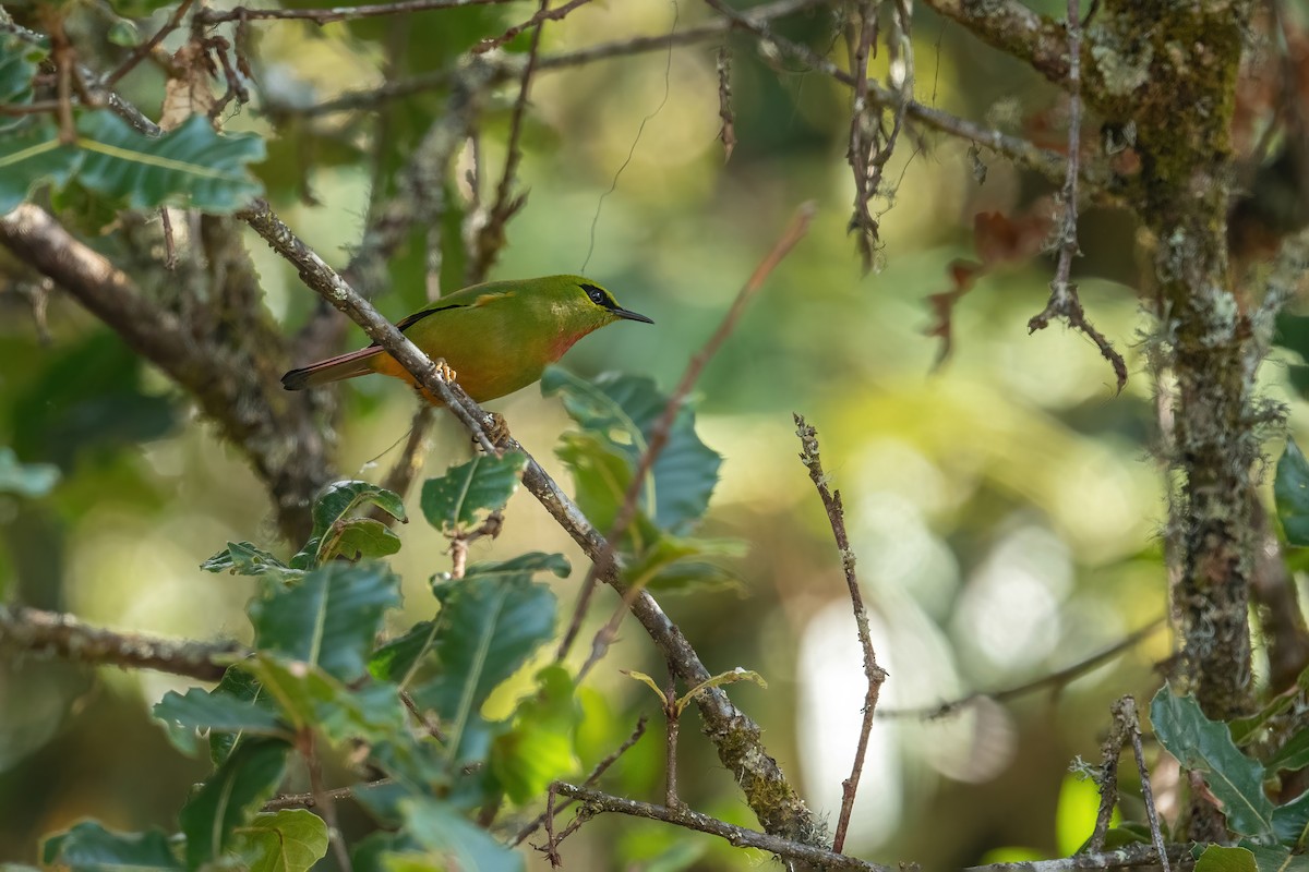 Fire-tailed Myzornis - ML502555021