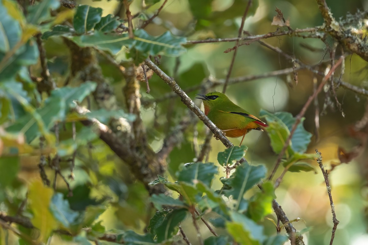 Fire-tailed Myzornis - ML502555091