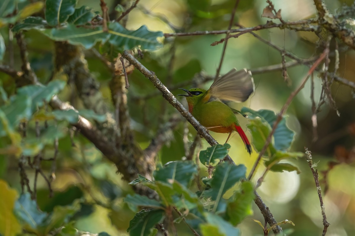 Fire-tailed Myzornis - ML502555101