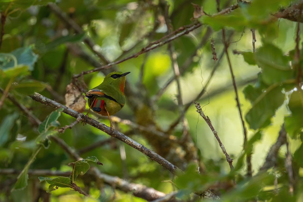 Fire-tailed Myzornis - ML502555131