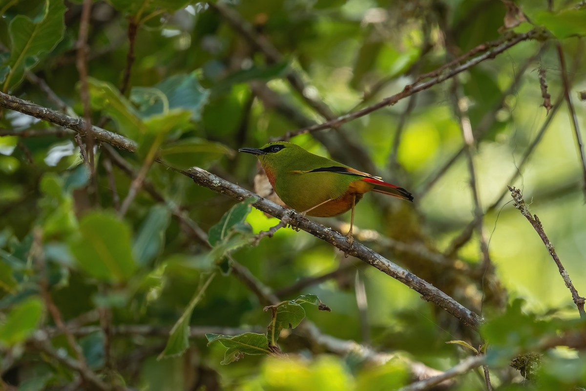 Fire-tailed Myzornis - ML502555141