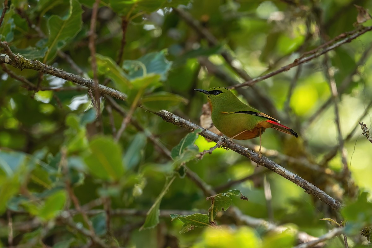 Fire-tailed Myzornis - ML502555201