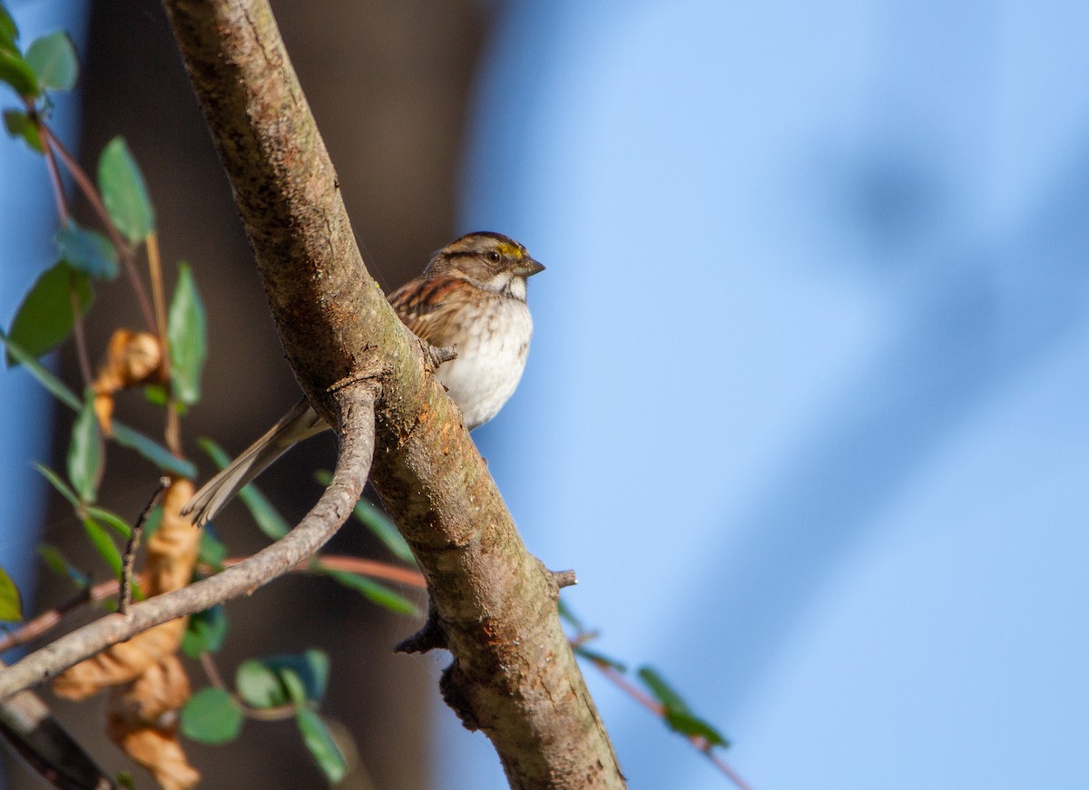 White-throated Sparrow - ML502562411
