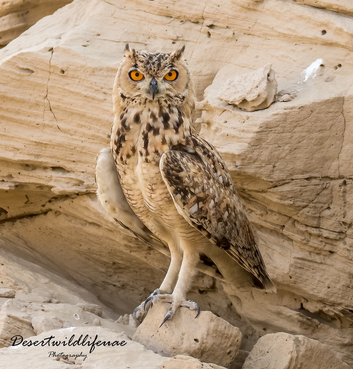 Pharaoh Eagle-Owl (Desert) - ML502562531