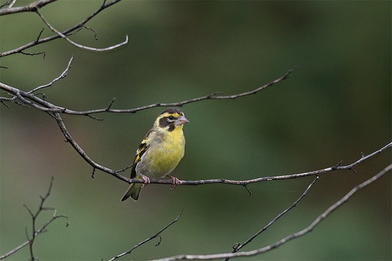 Yellow-breasted Greenfinch - ML502562901