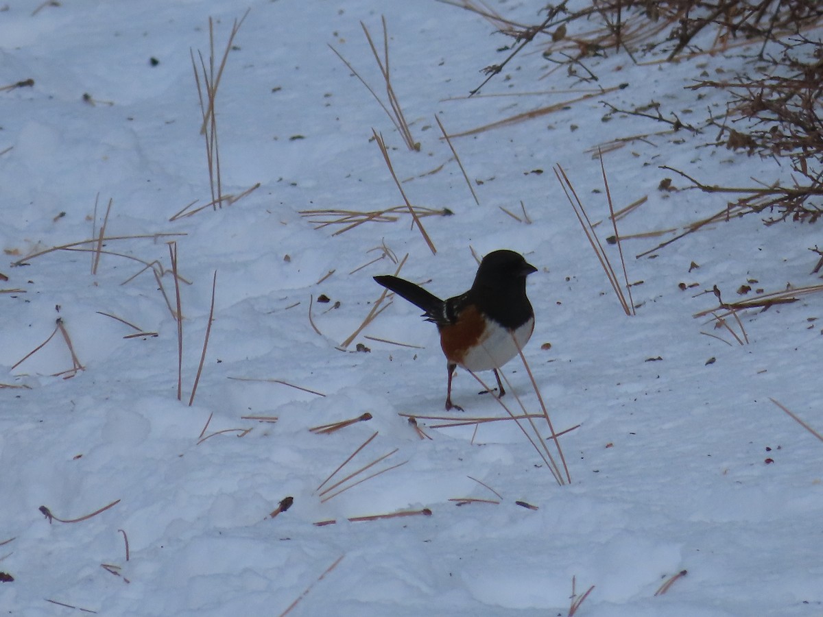 Spotted Towhee - ML502569291