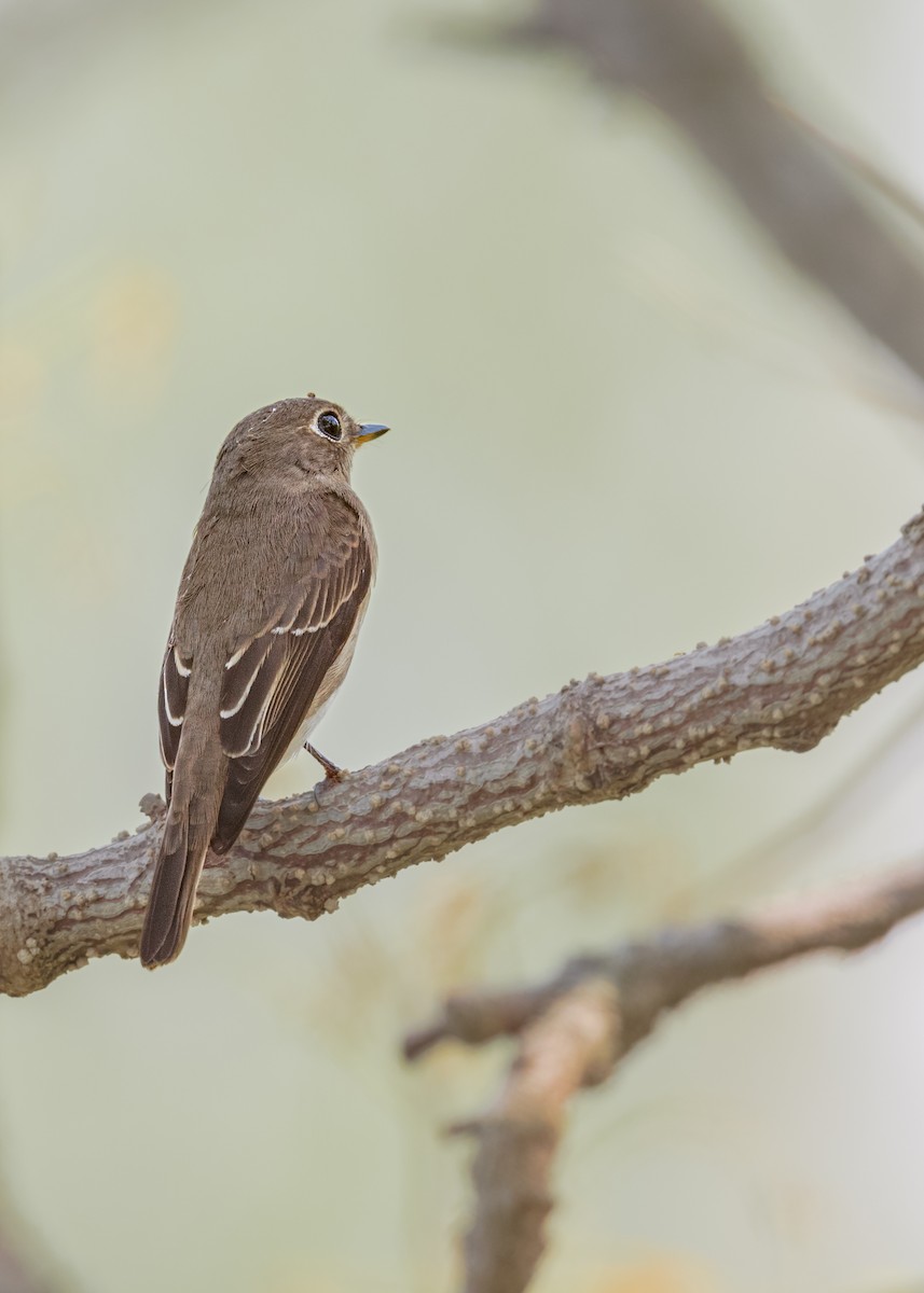Asian Brown Flycatcher - Keshava Mysore