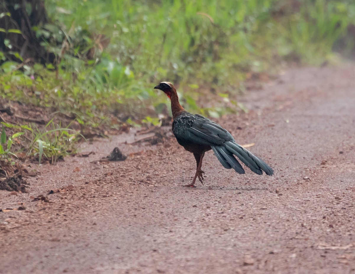 White-crested Guan - ML502570121
