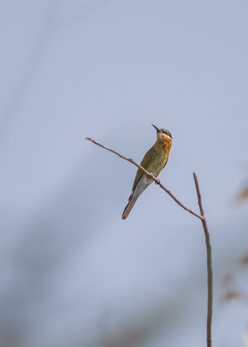 Blue-tailed Bee-eater - Keshava Mysore