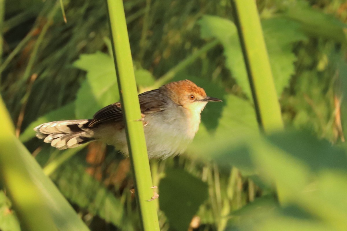 Carruthers's Cisticola - ML502571941