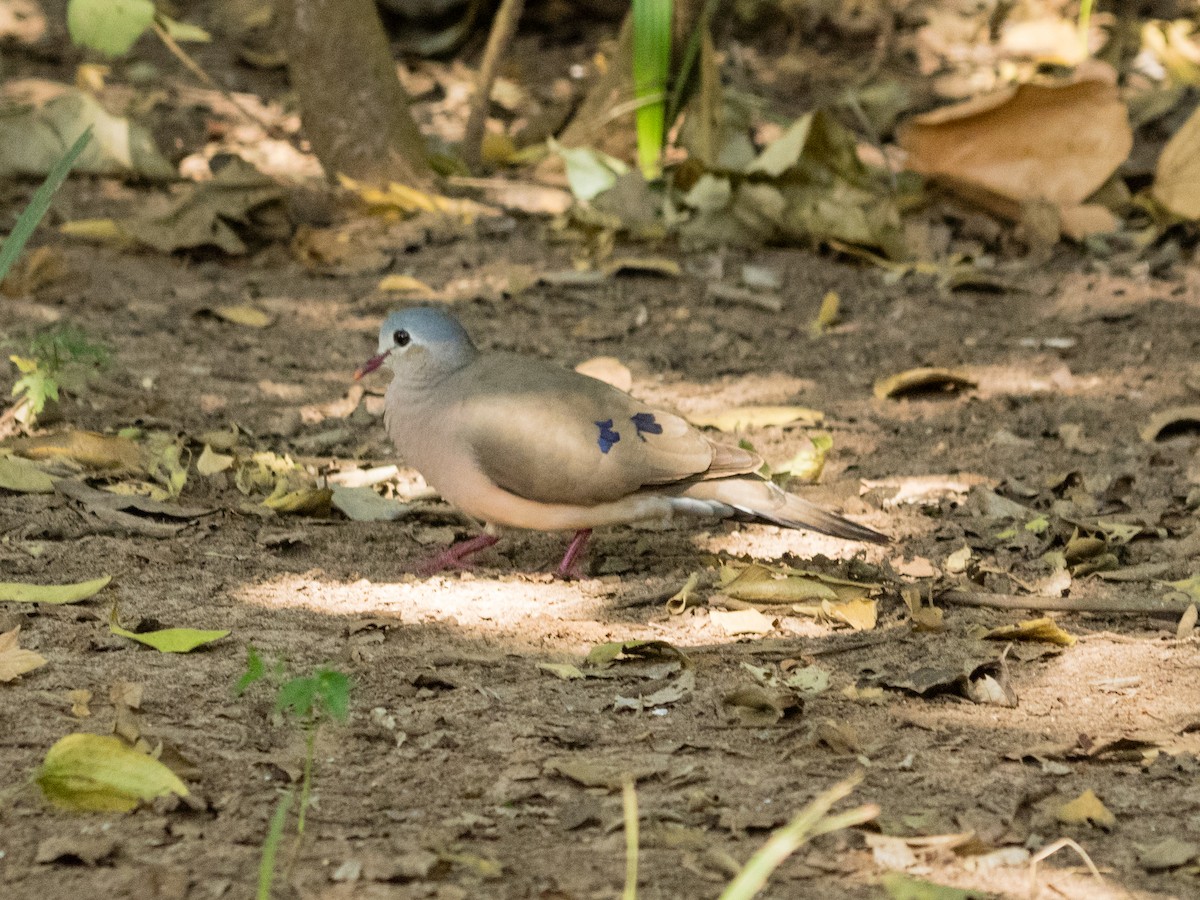 Blue-spotted Wood-Dove - ML502572821