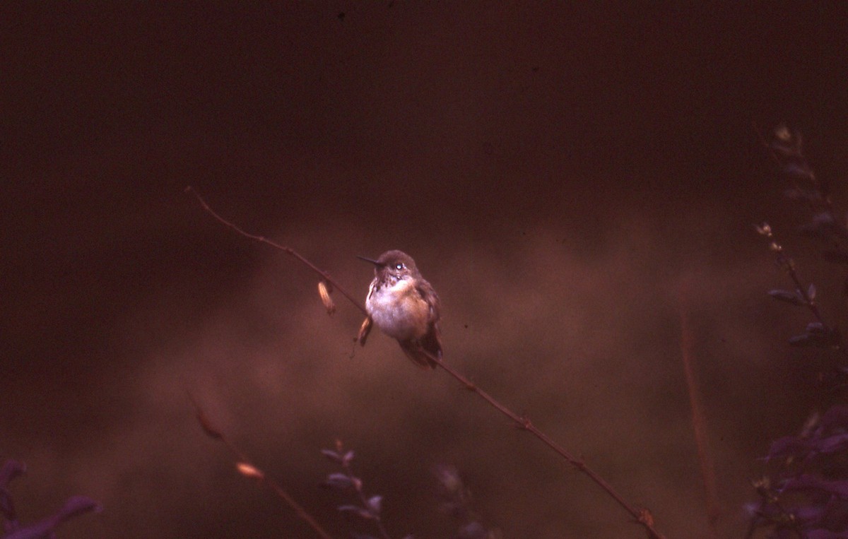 Calliope Hummingbird - ML502573711