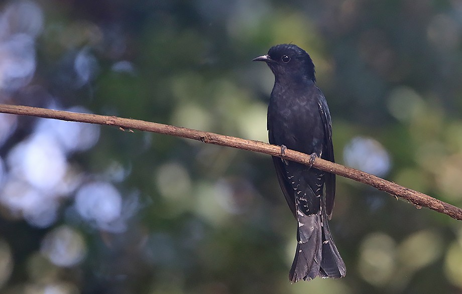 Square-tailed Drongo-Cuckoo - ML502574671