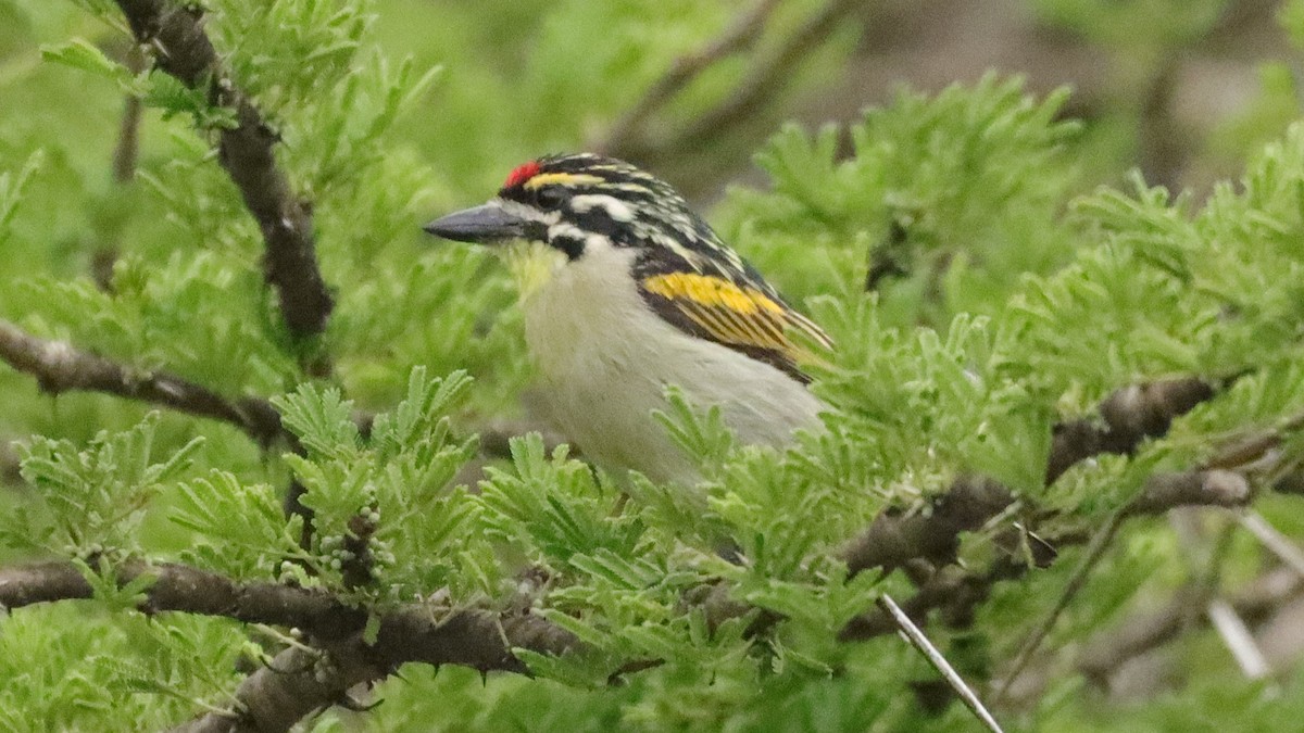 Red-fronted Tinkerbird - ML502576661