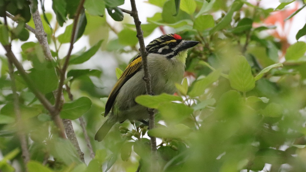 Red-fronted Tinkerbird - ML502576671