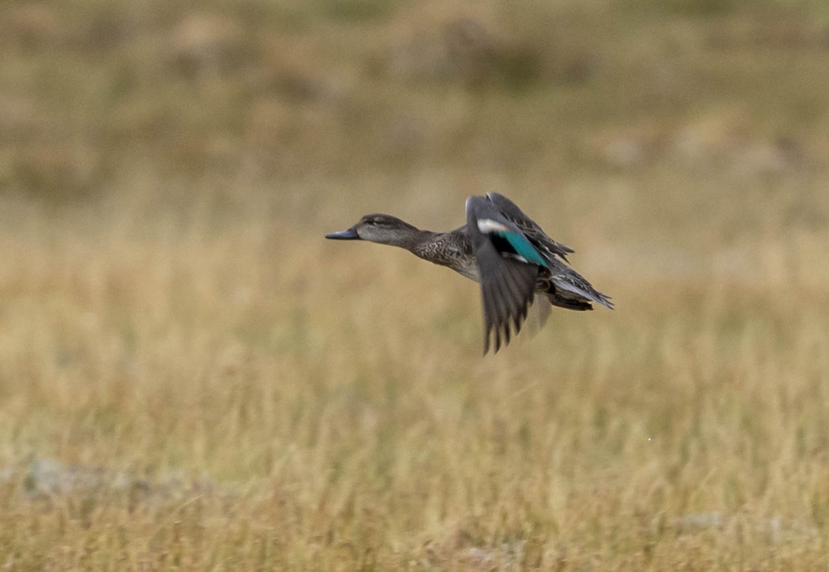 Green-winged Teal - ML502579541