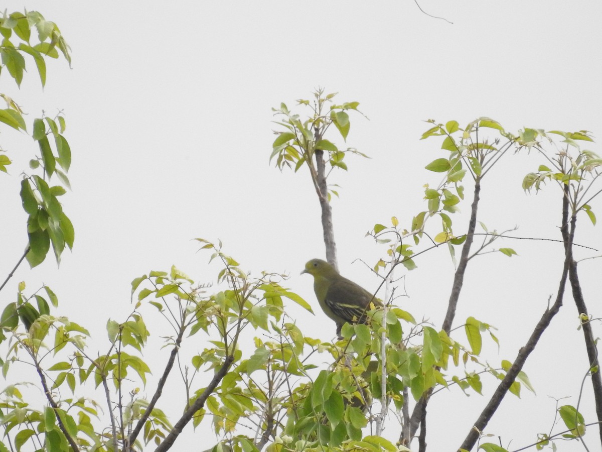 Gray-fronted Green-Pigeon - ML502579661