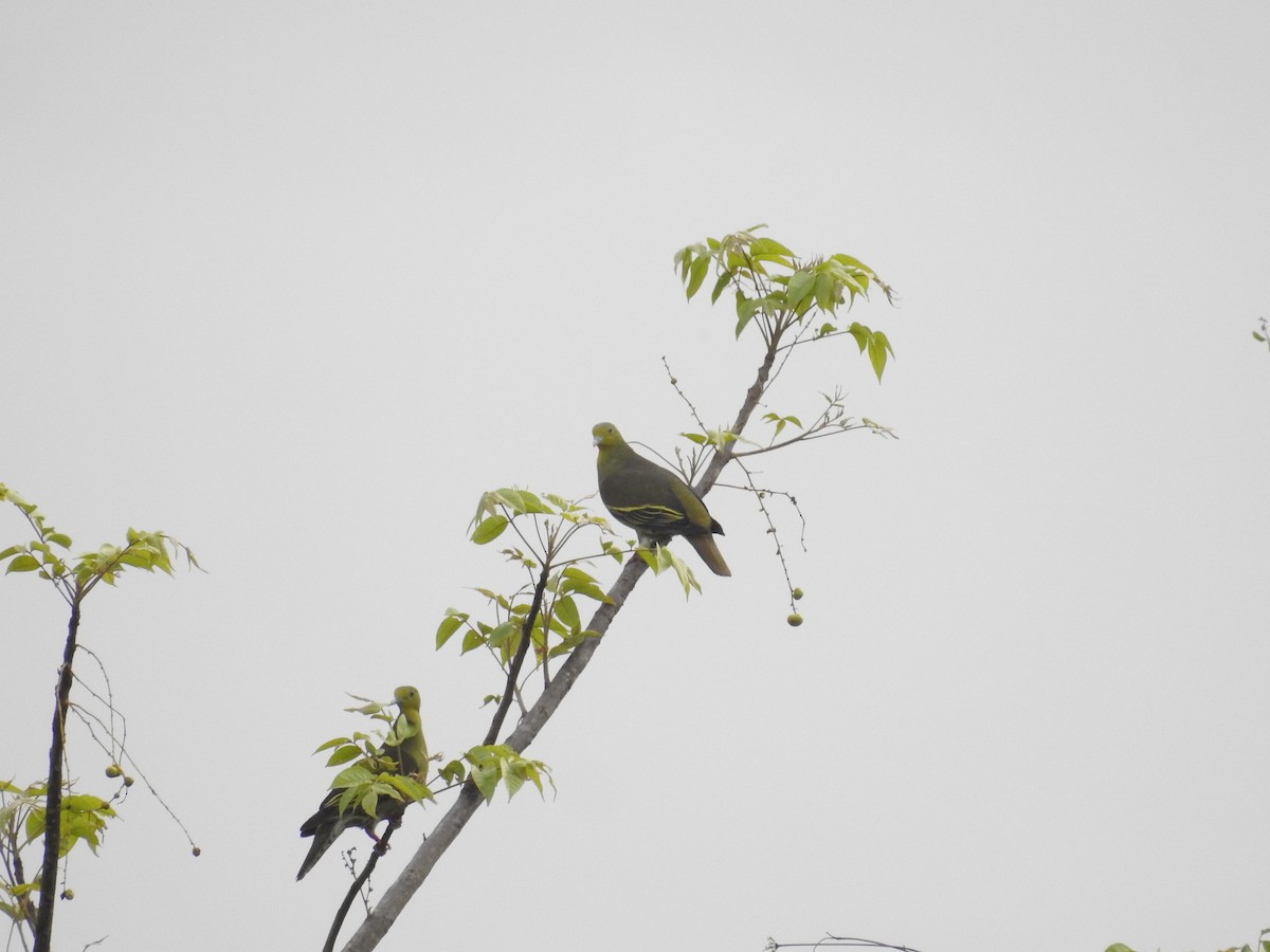Gray-fronted Green-Pigeon - ML502579671