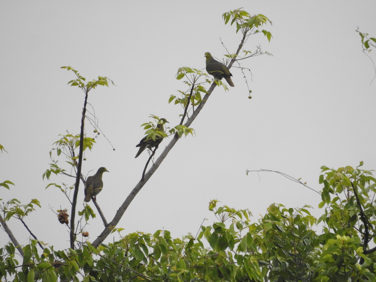 Gray-fronted Green-Pigeon - ML502579711
