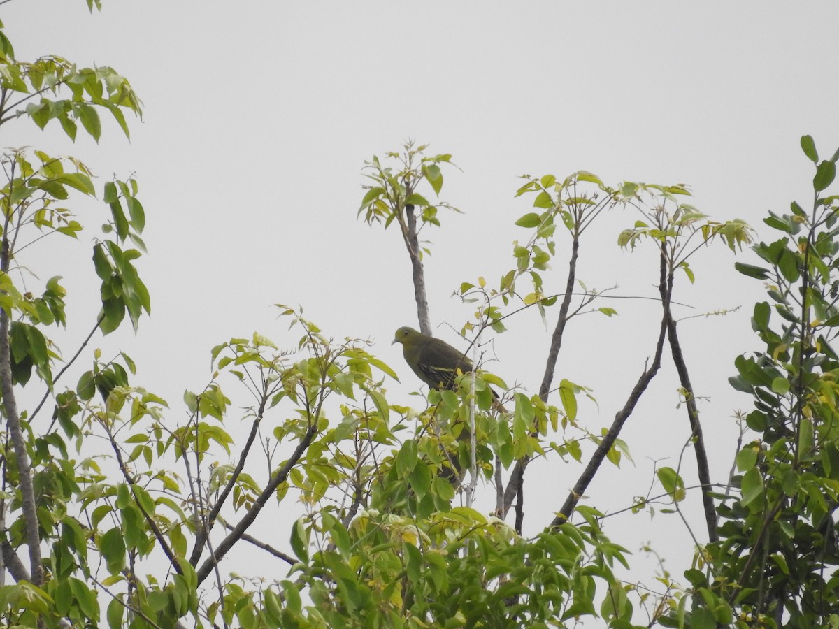 Gray-fronted Green-Pigeon - ML502579721